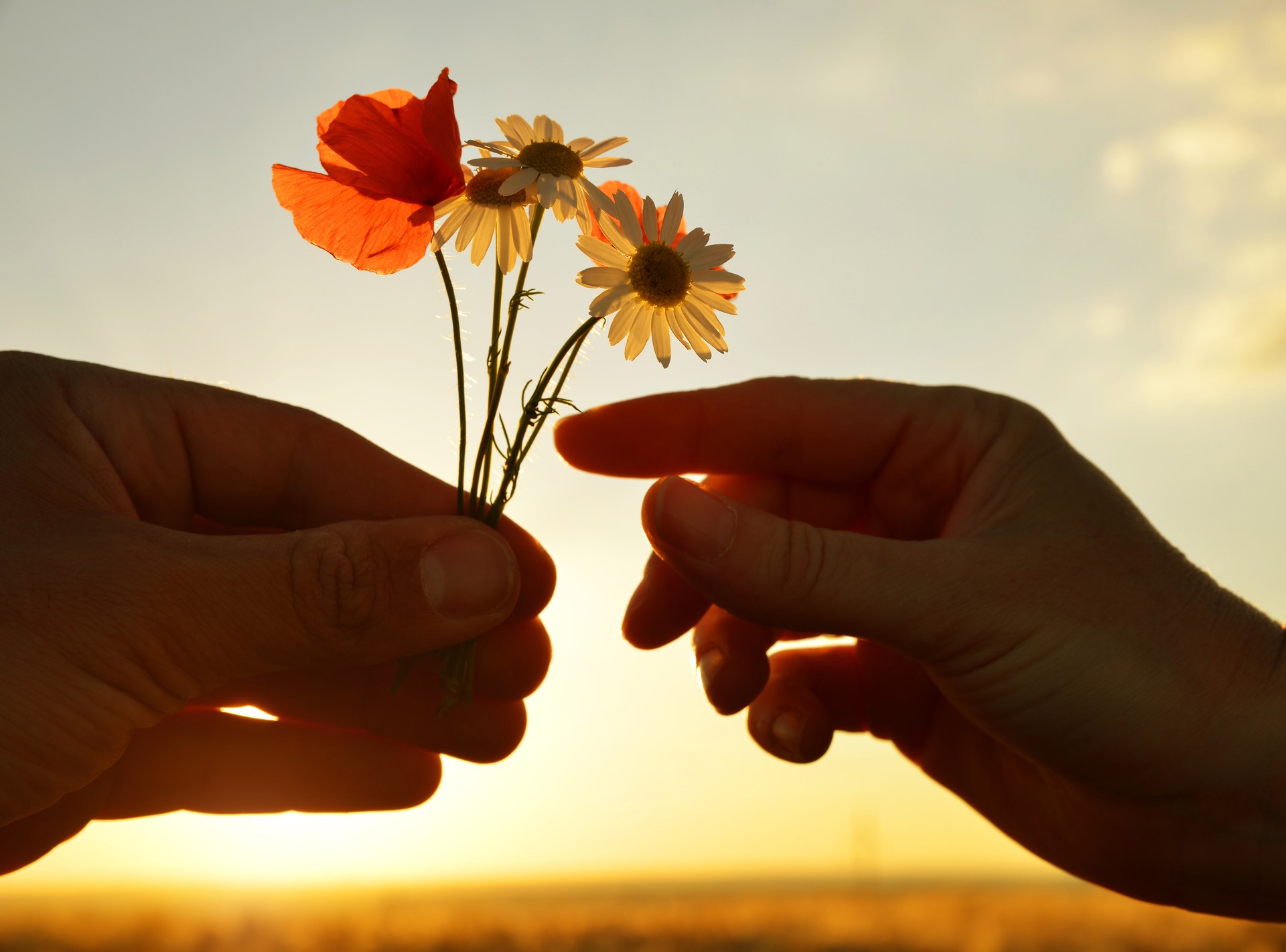 Main donne une fleurs avec amour au coucher du soleil.